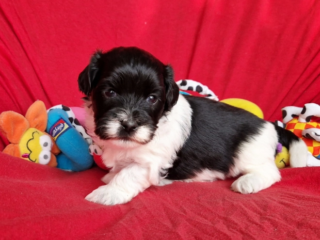 Perros Bichón Habanero en venta