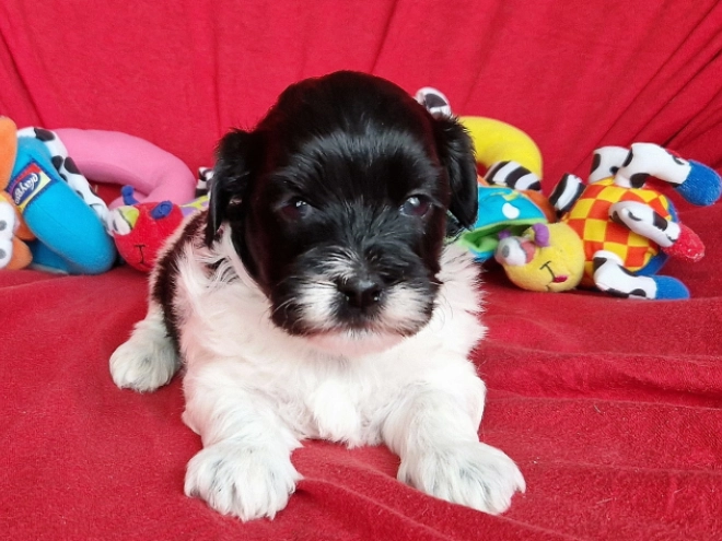 Perros Bichón Habanero en venta