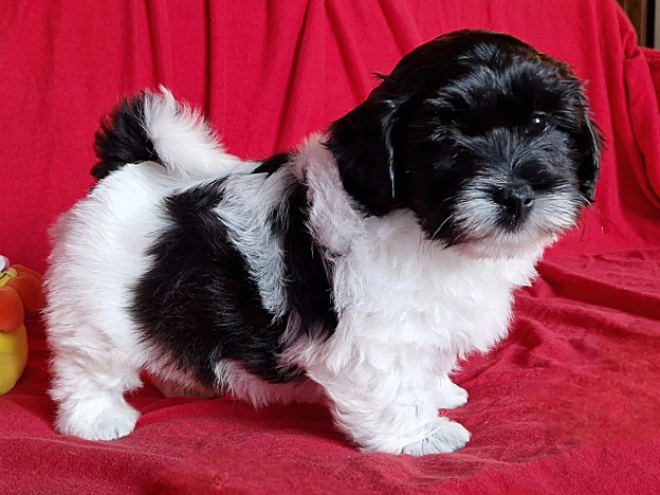 Perros Bichón Habanero en venta