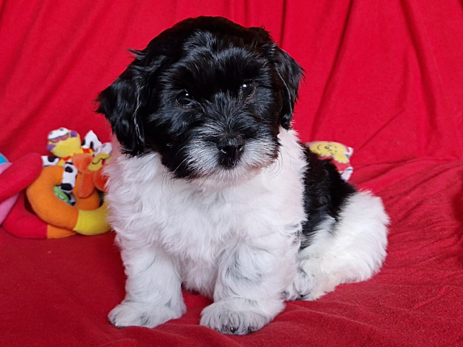 Perros Bichón Habanero en venta