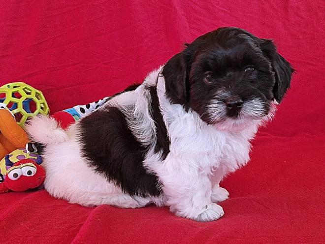 Perros Bichón Habanero en venta