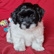 Havanese puppy for sale