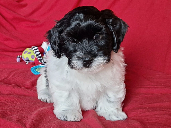Perros Bichón Habanero en venta