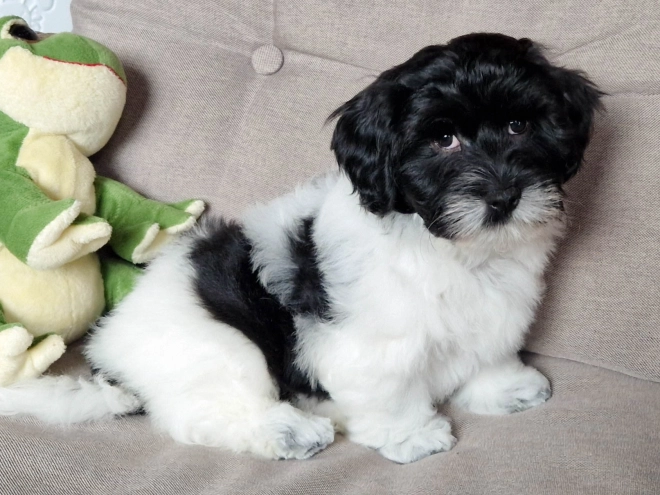 Perros Bichón Habanero en venta