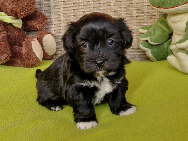 Havanese puppy for sale
