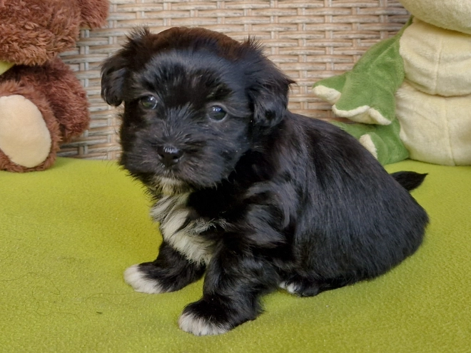 Havanese puppy for sale