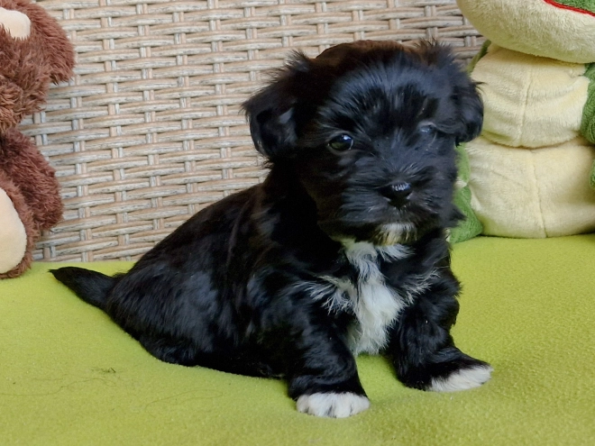 Havanese puppy for sale