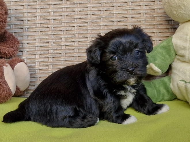 Havanese puppy for sale