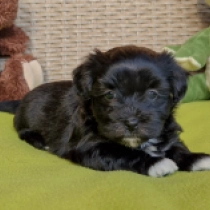 Queeny, black with markings Havaneser Welpen kaufen