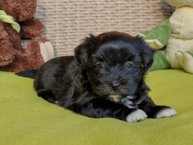 Havanese puppy for sale
