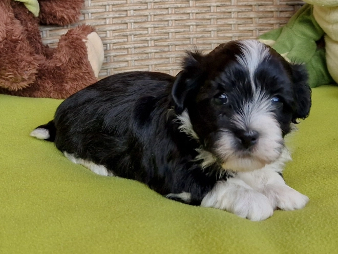 Havanese puppy for sale