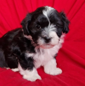 Havanese puppy for sale