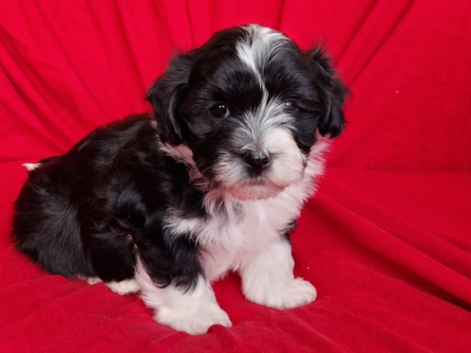 Havanese puppy for sale