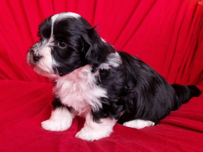 Havanese puppy for sale