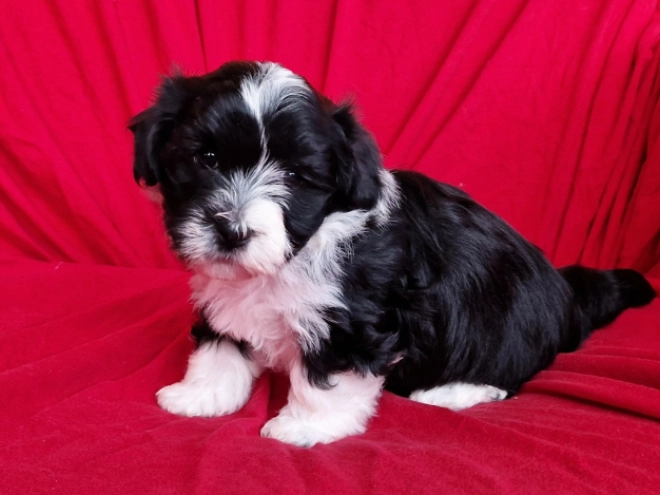 Havanese puppy for sale