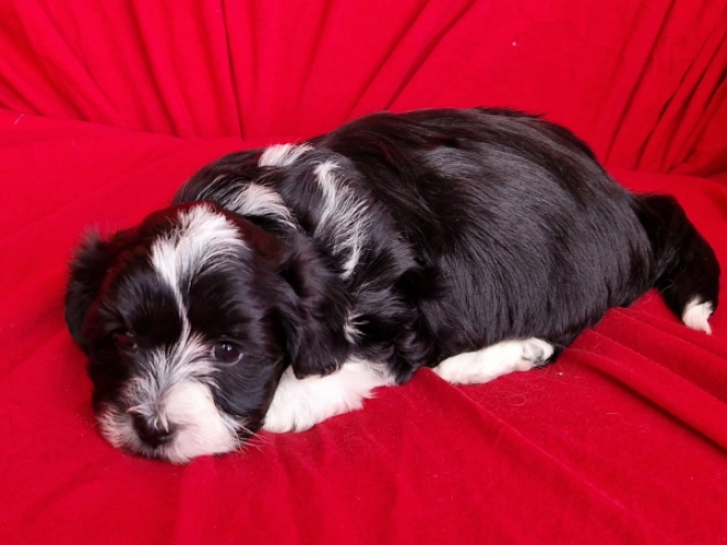 Havanese puppy for sale