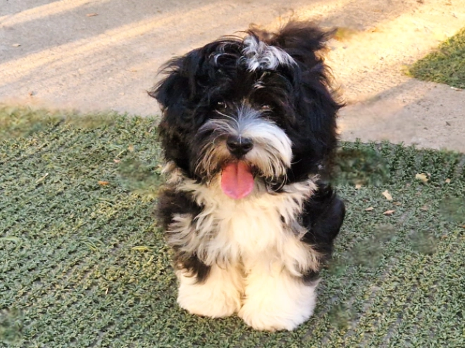 Havanese puppy for sale