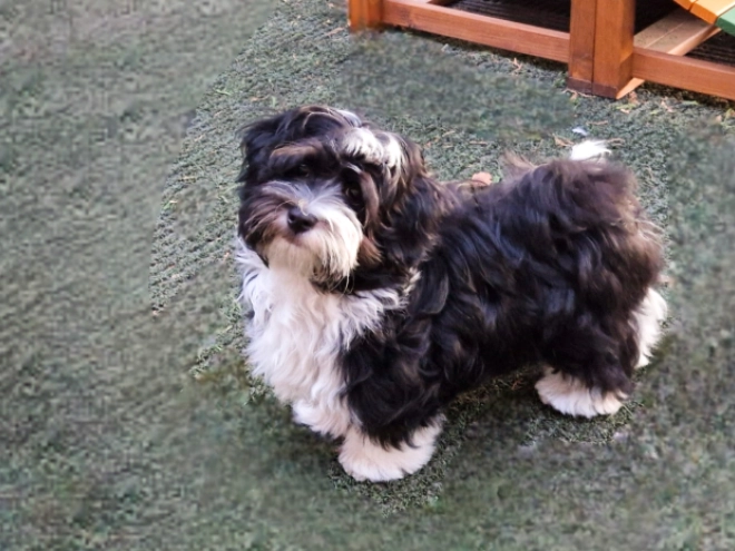 Havanese puppy for sale
