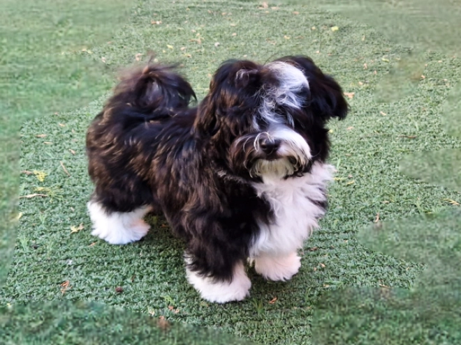 Havanese puppy for sale