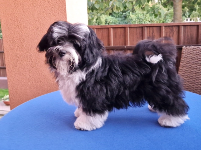 Havanese puppy for sale