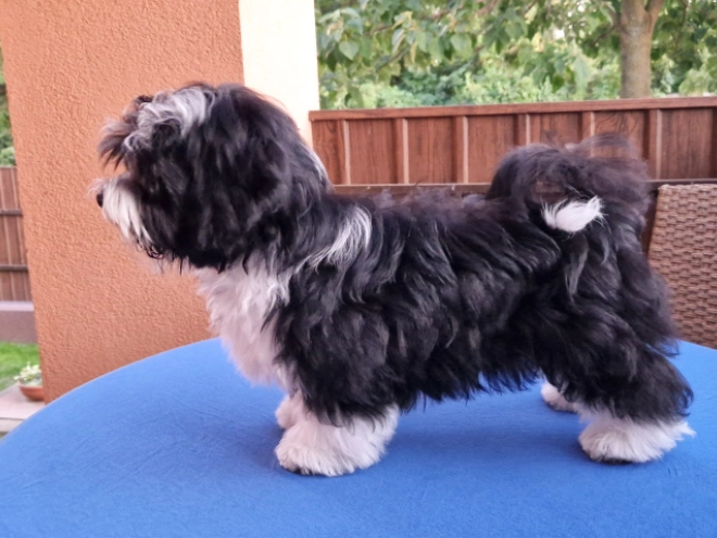 Havanese puppy for sale