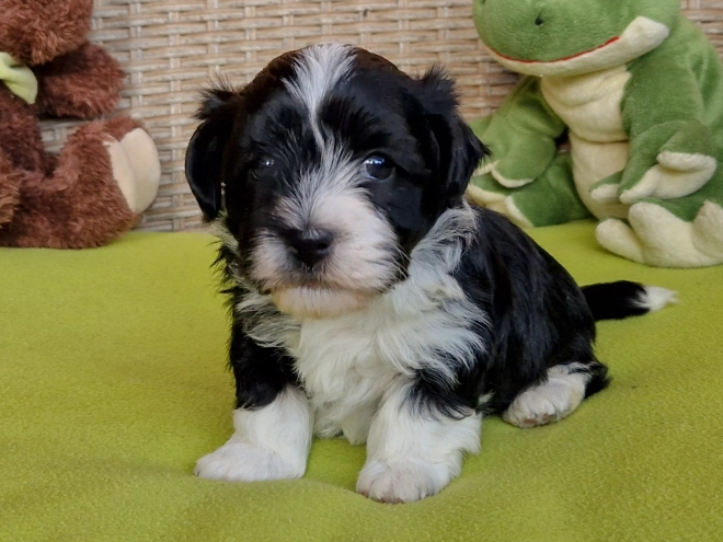Havanese puppy for sale