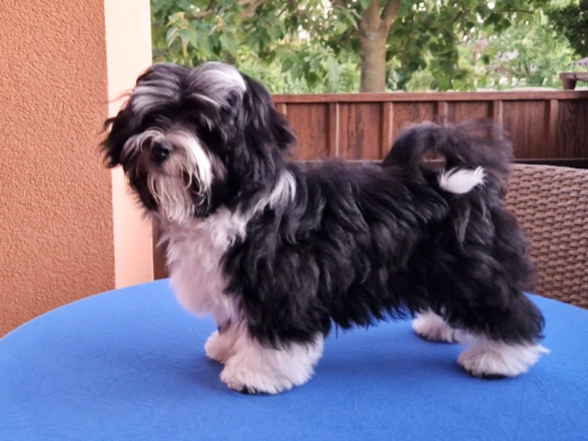 Havanese puppy for sale