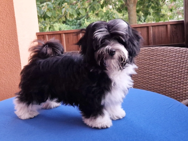 Havanese puppy for sale