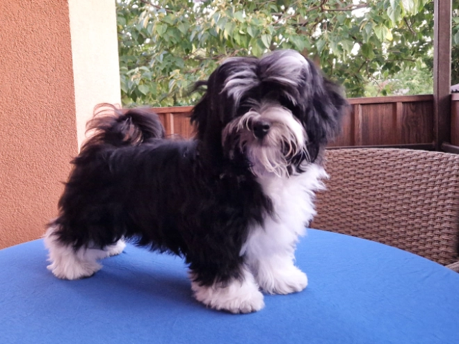Havanese puppy for sale