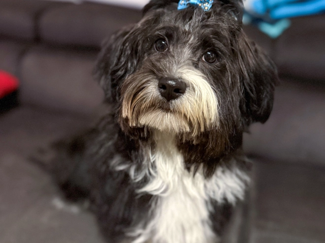 Havanese puppy for sale