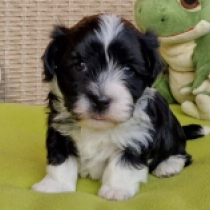 Quasar, black with markings Havaneser Welpen kaufen