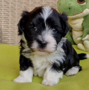 Perros Bichón Habanero en venta