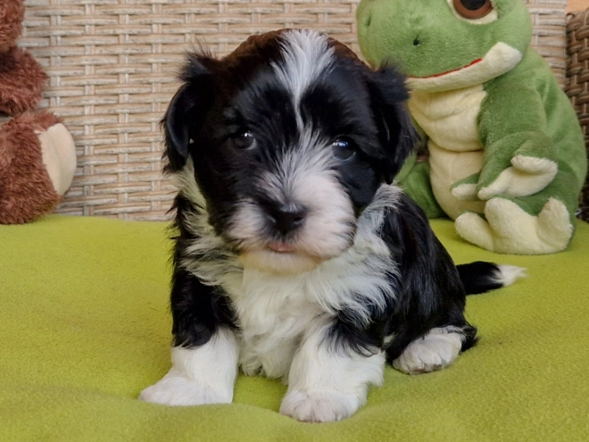 Havanese puppy for sale