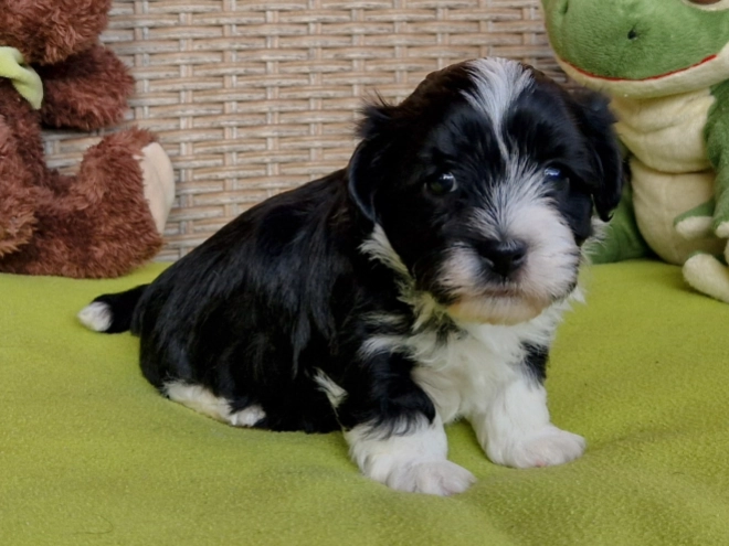 Havanese puppy for sale
