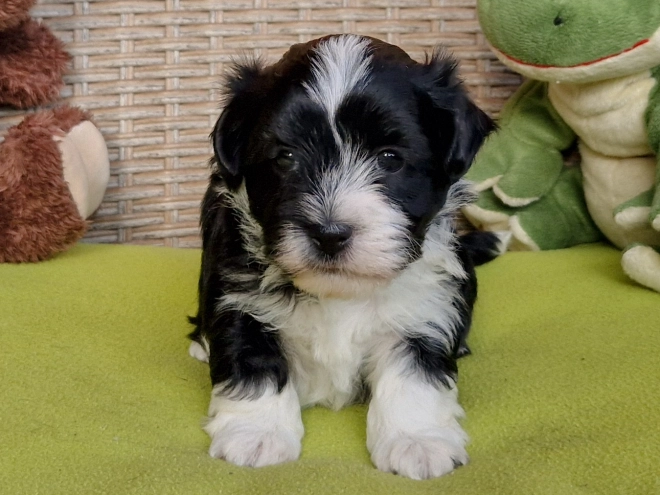 Havanese puppy for sale