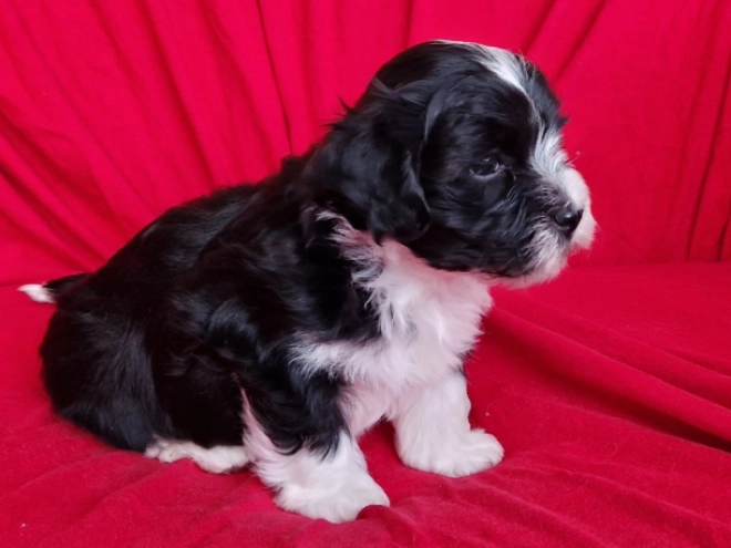 Havanese puppy for sale