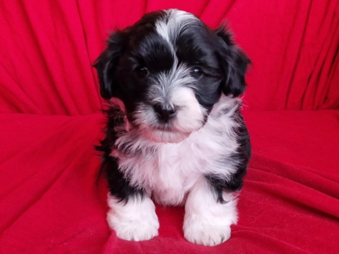 Havanese puppy for sale
