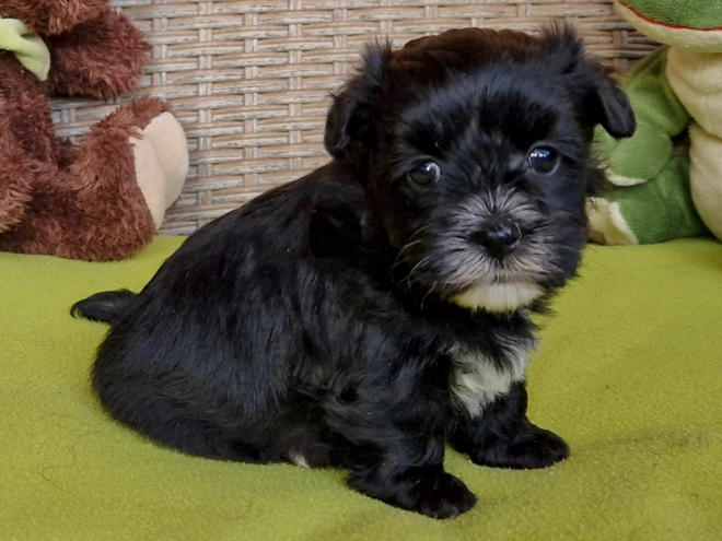 Perros Bichón Habanero en venta