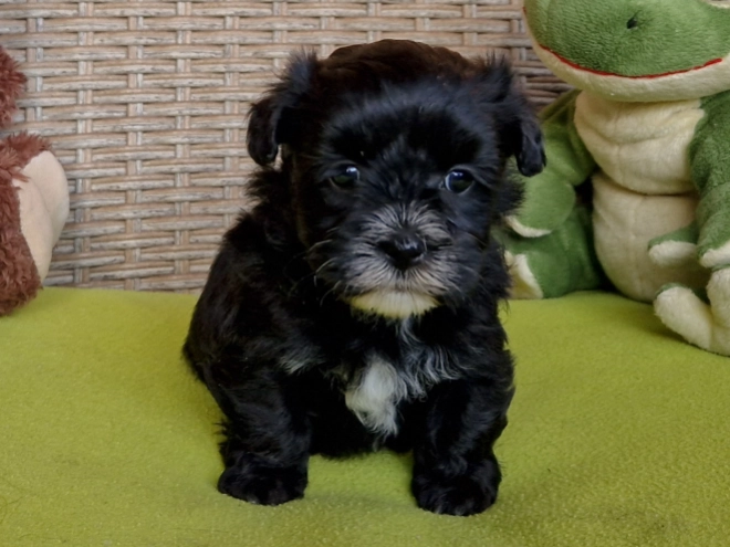 Perros Bichón Habanero en venta