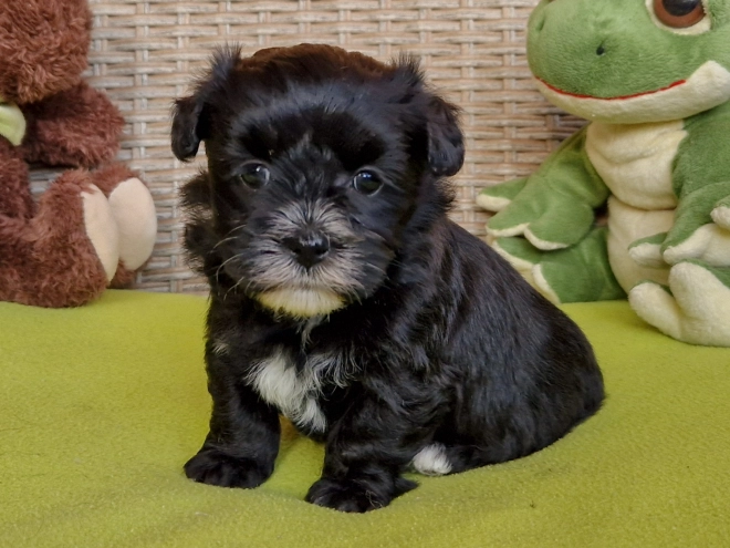 Perros Bichón Habanero en venta