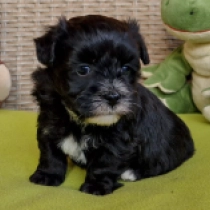 Quincy, black with markings Havaneser Welpen kaufen