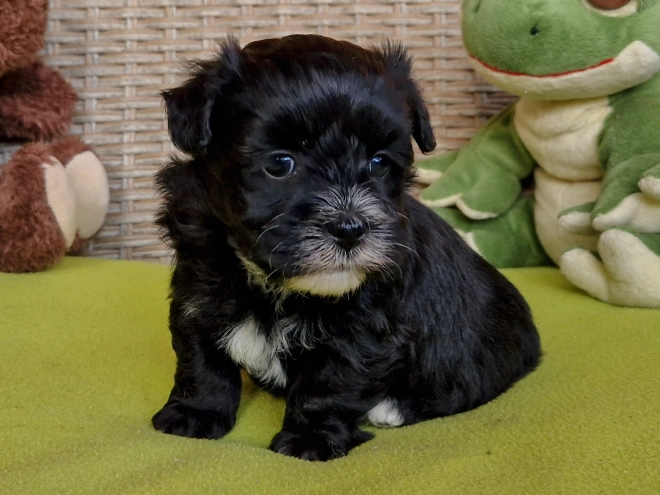 Perros Bichón Habanero en venta