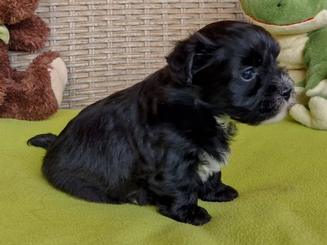 Perros Bichón Habanero en venta