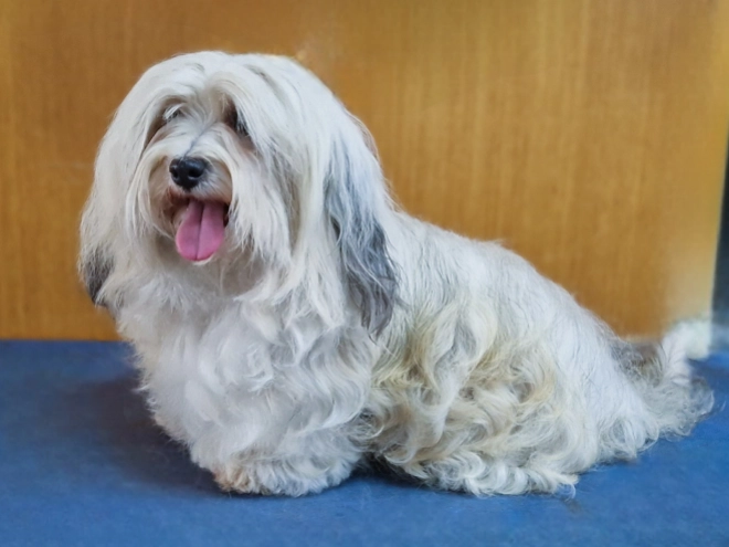 Havanese puppy for sale