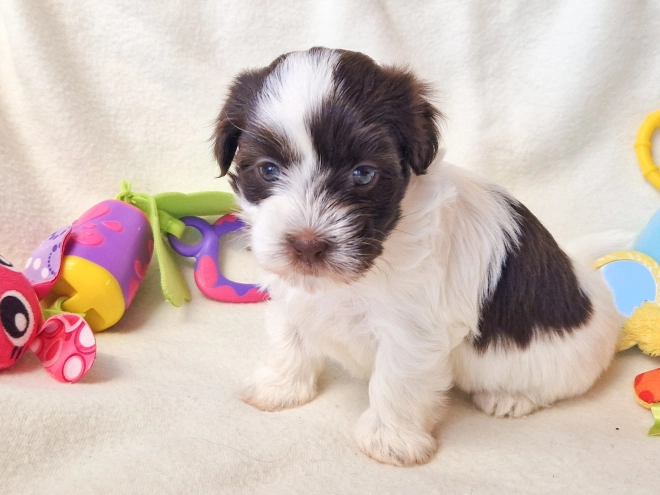 Havanese puppy for sale