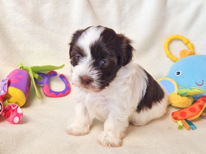 Havanese puppy for sale