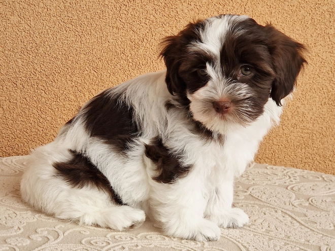 Havanese puppy for sale