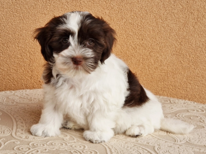 Havanese puppy for sale