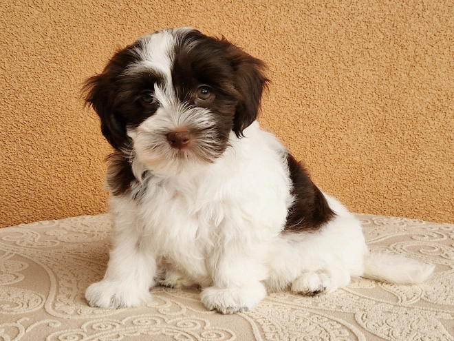 Havanese puppy for sale
