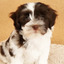 Shorty, white with Chocolate markings Havanese for sale